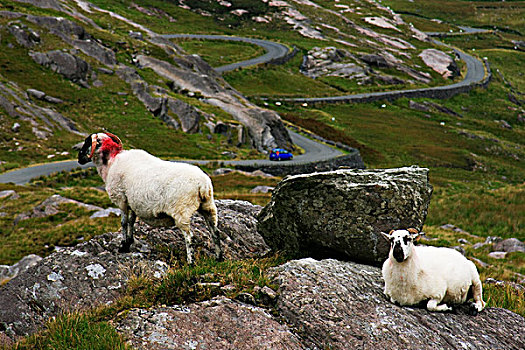 绵羊,科克郡,爱尔兰