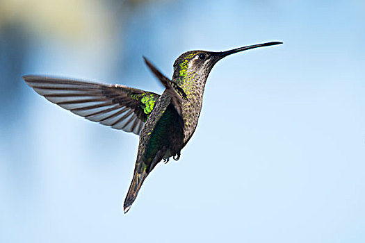 华美,蜂鸟,尤金,飞行,雌性,国家公园,哥斯达黎加,北美