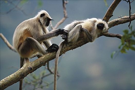 哈奴曼,叶猴,长尾叶猴,一对,修饰,拉纳普尔,树林,拉贾斯坦邦,印度