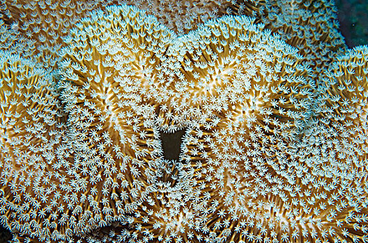 珊瑚,珊瑚虫,塞舌尔