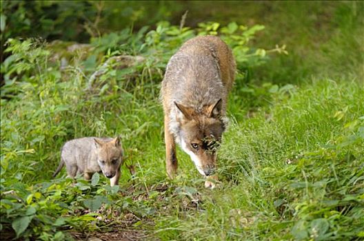 灰狼,狼,成年,幼仔,巴伐利亚森林,德国