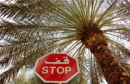 停止,棕榈树