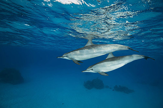 一对,海豚,长吻原海豚,游动,深海,反射,表面,红海,礁石,埃及,非洲