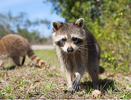 幼兽,浣熊,国家野生动植物保护区,萨尼伯尔岛,佛罗里达