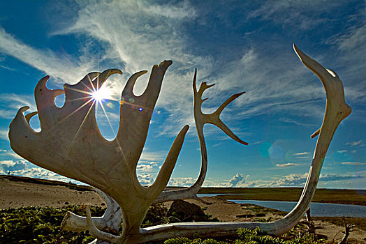 北美驯鹿,鹿角,沙,地面,加拿大西北地区,加拿大