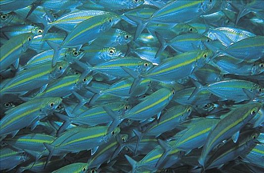 一堆,鱼,鱼群,所罗门群岛,太平洋,海洋动物,水下,海洋,动物
