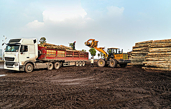 装卸机械在木材厂搬运木头