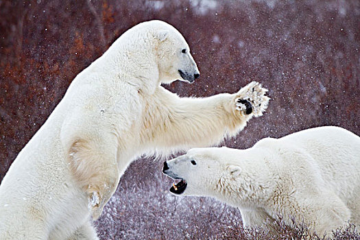 北极熊,打斗,丘吉尔市,野生动物,管理,区域,曼尼托巴,加拿大