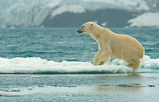 北极熊,陆地,跳跃,浮冰,斯瓦尔巴特群岛,挪威,北极,欧洲
