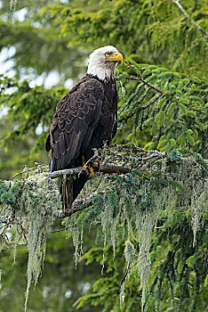 白头鹰,海雕属,雕,看,冷杉,坎贝尔河,不列颠哥伦比亚省,加拿大,北美