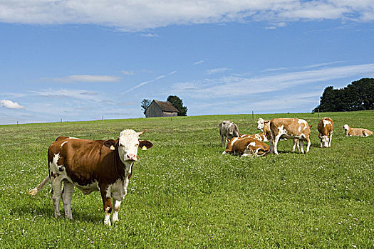 草场,母牛,夏天,高山,动物,哺乳动物,奶牛,农业,家畜饲养,牲畜,畜牧,物种,斑点,牛