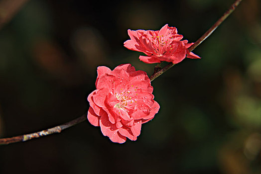 碧桃,千叶桃花,桃花