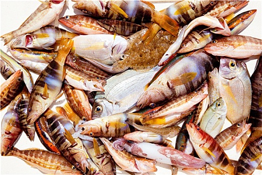 抓住,鱼肉,地中海,铜盆鱼,鱿鱼