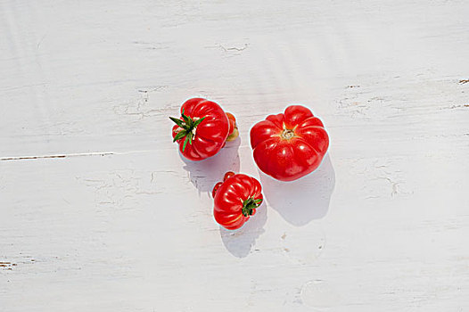 西红柿,品种,多哥
