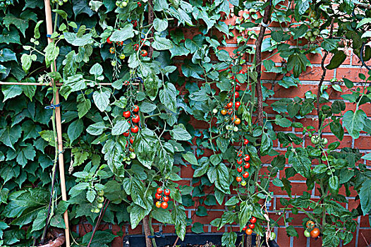 西红柿,花园,石荷州,德国,欧洲