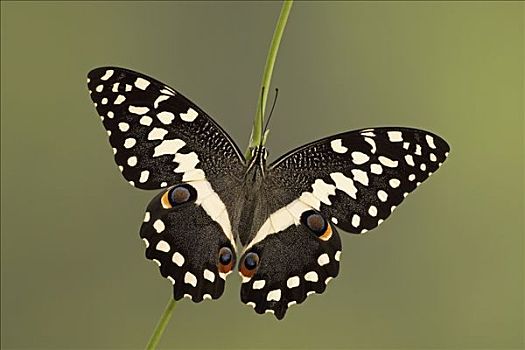 蝴蝶,南亚