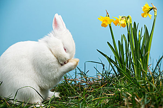 白色,绒毛状,兔子,挠,鼻子,旁侧,水仙花,蓝色背景,背景