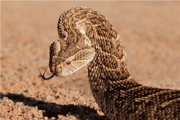 加蓬丝蝰蛇图片