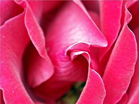玫瑰,粉色
