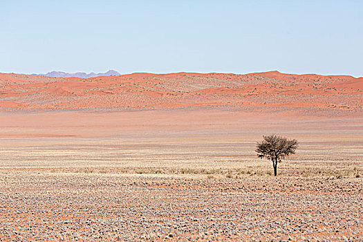 非洲,纳米比亚,纳米布沙漠,孤木,橙色,荒漠景观,画廊