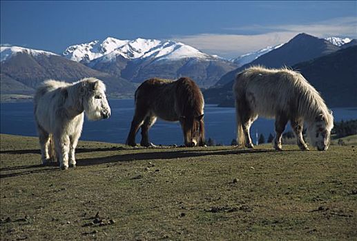 微型,马,三个,放牧,高处,瓦卡蒂普湖,奥塔哥,新西兰