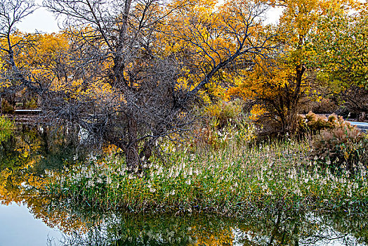 新疆,秋色,黄叶,树林,水塘