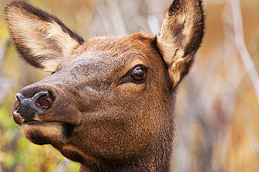 头像,麋鹿,母牛,落基山国家公园,科罗拉多,美国