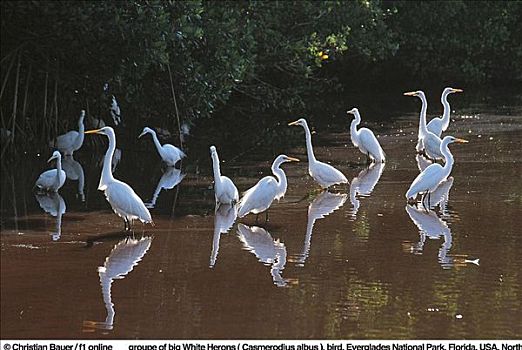 大,白色,苍鹭,大白鹭,鸟,大沼泽地国家公园,佛罗里达,美国,北美,动物