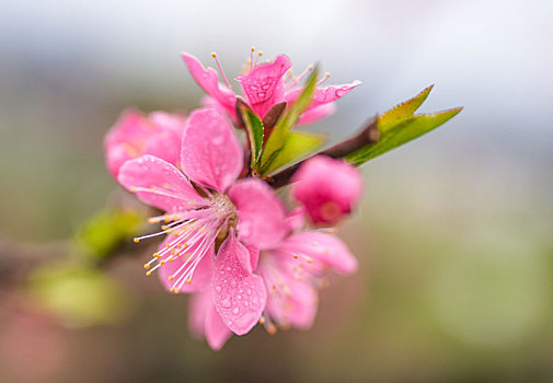 细雨中的桃花盛开烟雨迷蒙乱人眼