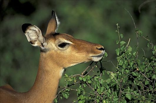 黑斑羚,成年,母鹿,喂食,桑布鲁野生动物保护区,肯尼亚,非洲