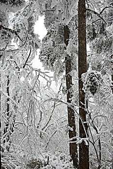 四川,峨眉山,冰雪雾凇,徐学哲摄影,尼康,年,月