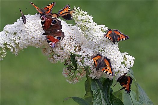蝴蝶,小,孔雀,蛾子,坐,花,白色,灌木,荨麻蛱蝶,培育品种,平和