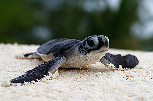 绿海龟,龟类,孵化动物,塞舌尔