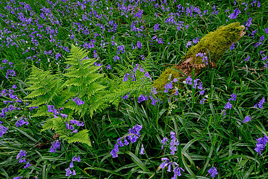 蕨类,花,普通,野风信子,蓝铃花,康沃尔,英格兰,英国
