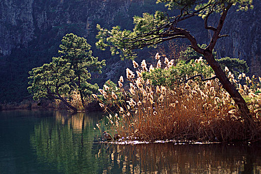 土耳其,景色,松树,草,水禽,湖