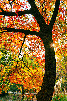 秋天的树干