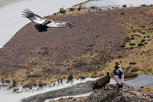 安第斯秃鹰,飞行,托雷德裴恩国家公园,智利,南美,联合国教科文组织,生物圈