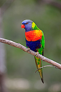 彩虹,成年,树,澳大利亚