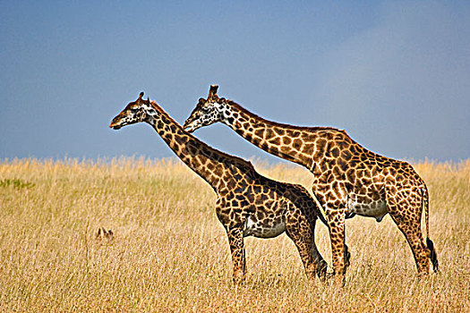 马萨伊,长颈鹿,交配,马塞马拉野生动物保护区,肯尼亚,马赛长颈鹿