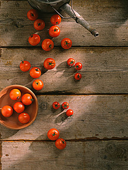 西红柿,盆栽棚园圃