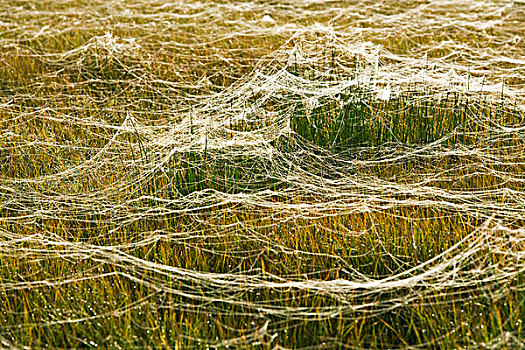 蜘蛛网,草地,湿地,区域,下萨克森,德国,欧洲