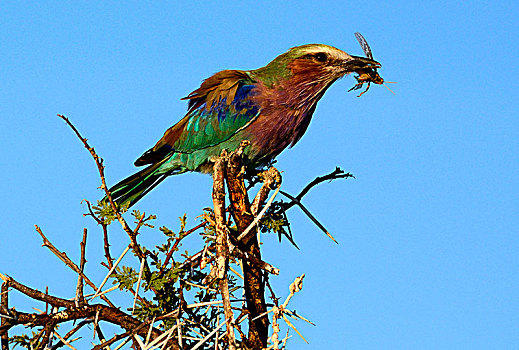紫胸佛法僧鸟,佛法僧属,抓住,蝗虫,埃托沙国家公园,纳米比亚,非洲