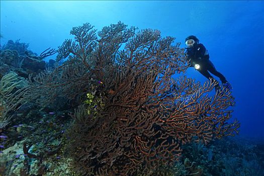 潜水,看,珊瑚礁,环礁,伯利兹,中美洲,加勒比海