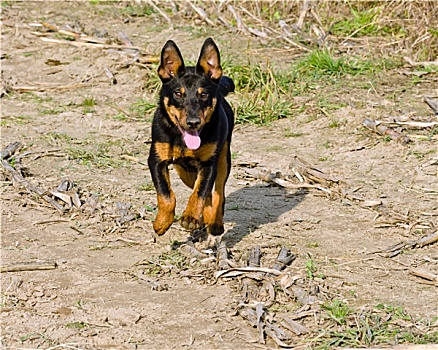 梗犬