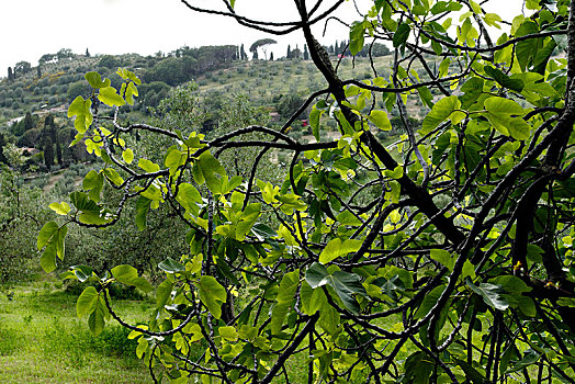老,无花果树,托斯卡纳,意大利,欧洲