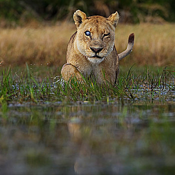非洲狮,狮子,女性,失明,眼,穿过,湿地,博茨瓦纳