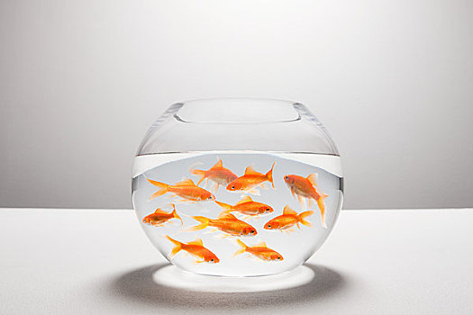 金鱼缸图片_金鱼缸图片大全_金鱼缸图片素材