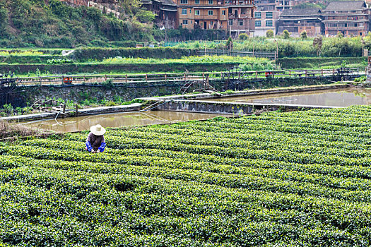 茶园,灌溉,运河