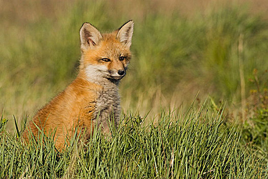 红狐,小动物