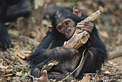 坦桑尼亚,冈贝河国家公园,小动物,吃,木头,大幅,尺寸